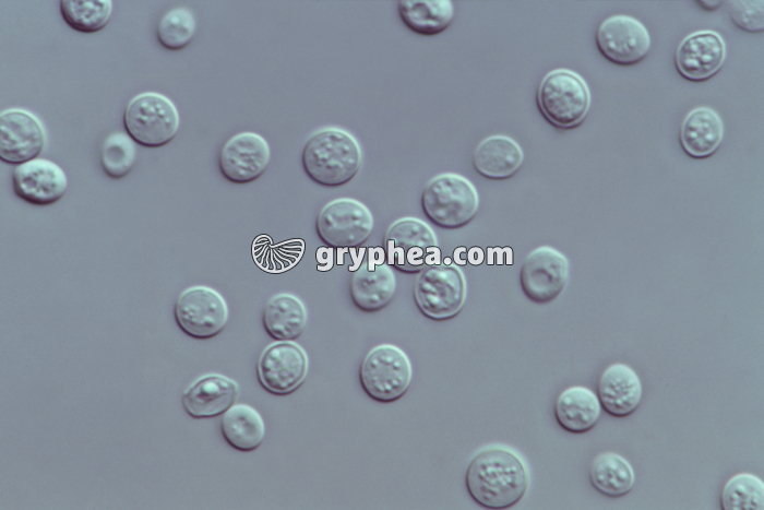 Levures (Saccharomyces cerevisiae, souche sauvage) x400 - gryphea.org